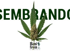 ENTREVISTA: “Me fui a EU a sembrar marihuana”